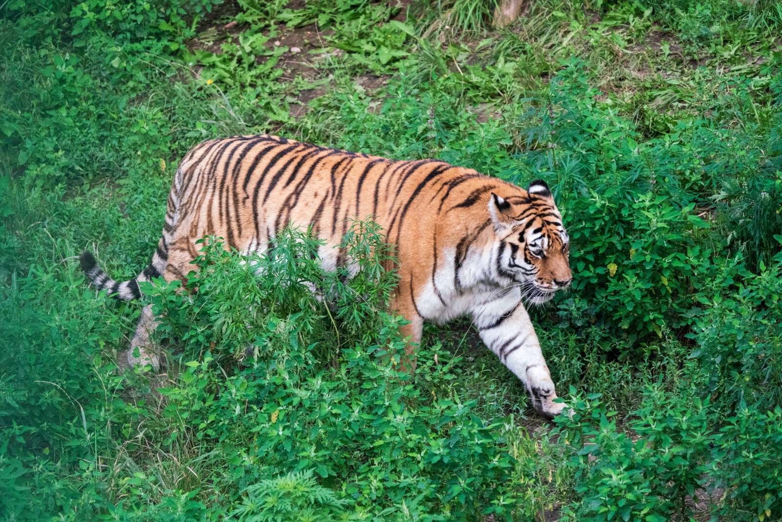 老虎在草丛中行走图片
