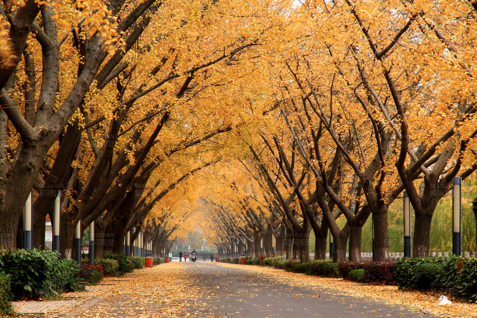 深秋江都引江水利枢纽的银杏大道图片