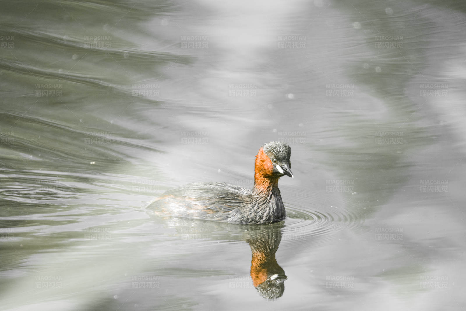 湖中游弋的鸭子图片