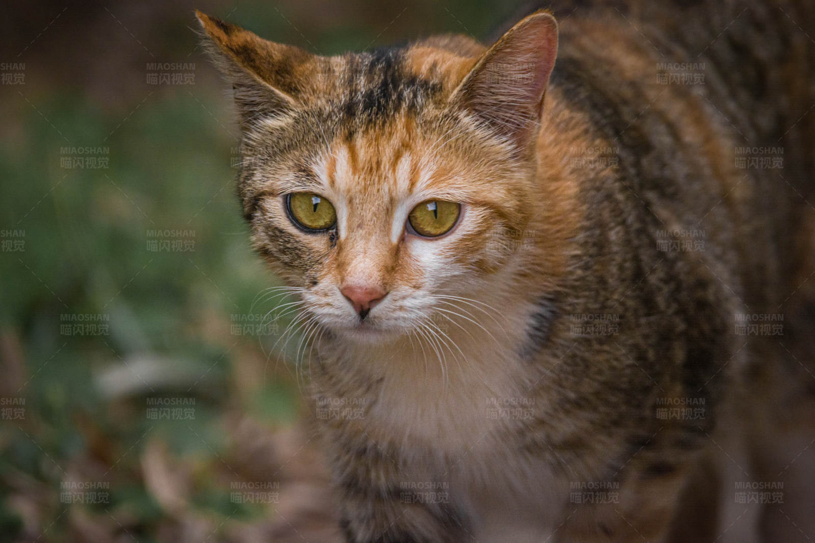 警觉的虎斑猫图片