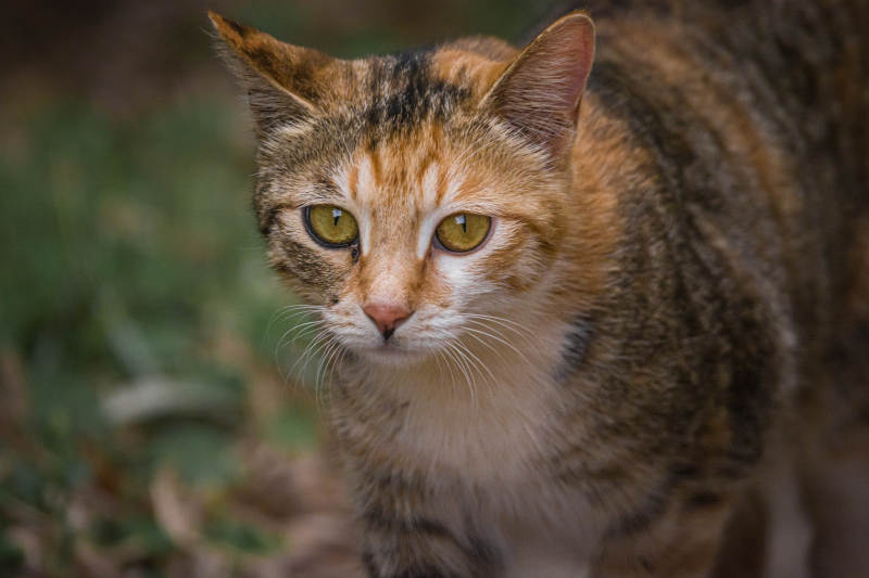 警觉的虎斑猫图片