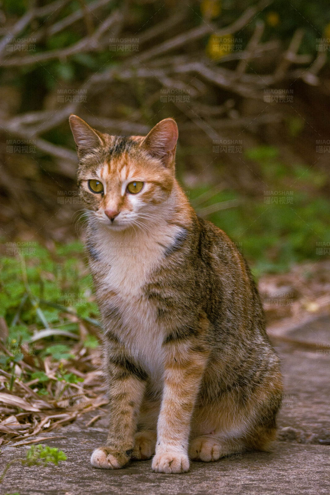 野猫静坐林间图片