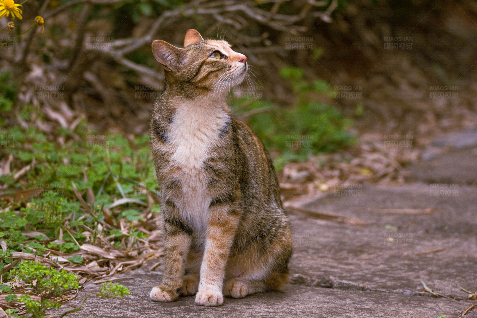 猫咪仰望天空图片