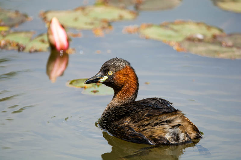 湖中游弋的鸭子图片
