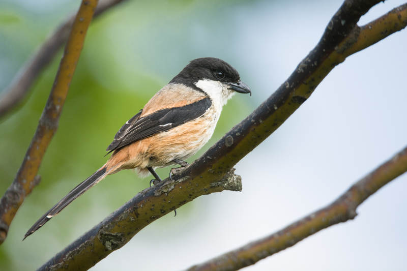 棕背伯劳栖息在树枝上图片