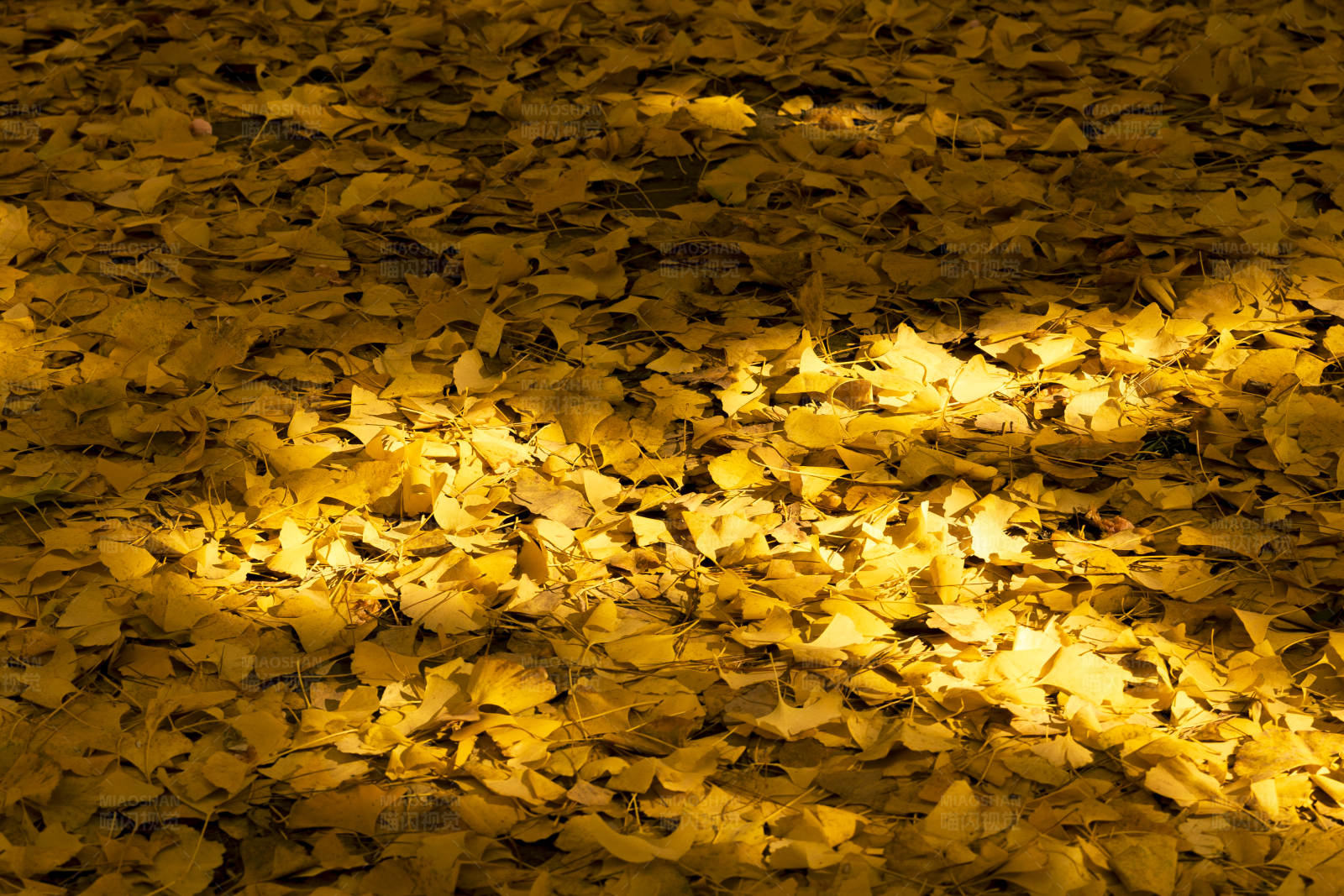 秋叶铺地 金黄一片图片