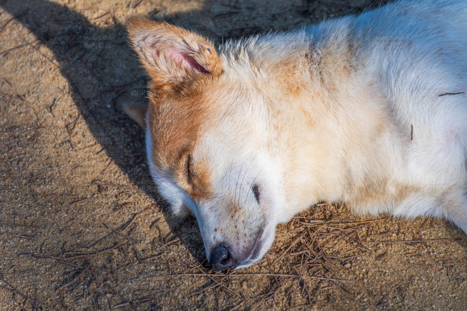 阳光下的安眠图片
