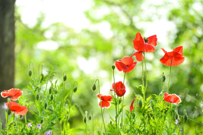 红色虞美人花在阳光下图片
