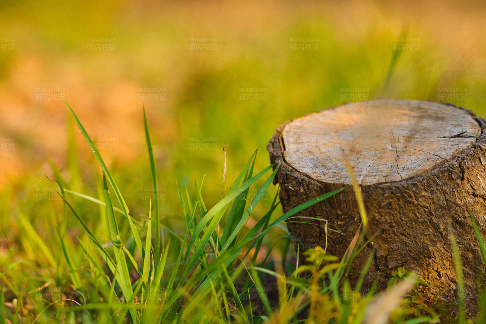 草地上的树桩图片