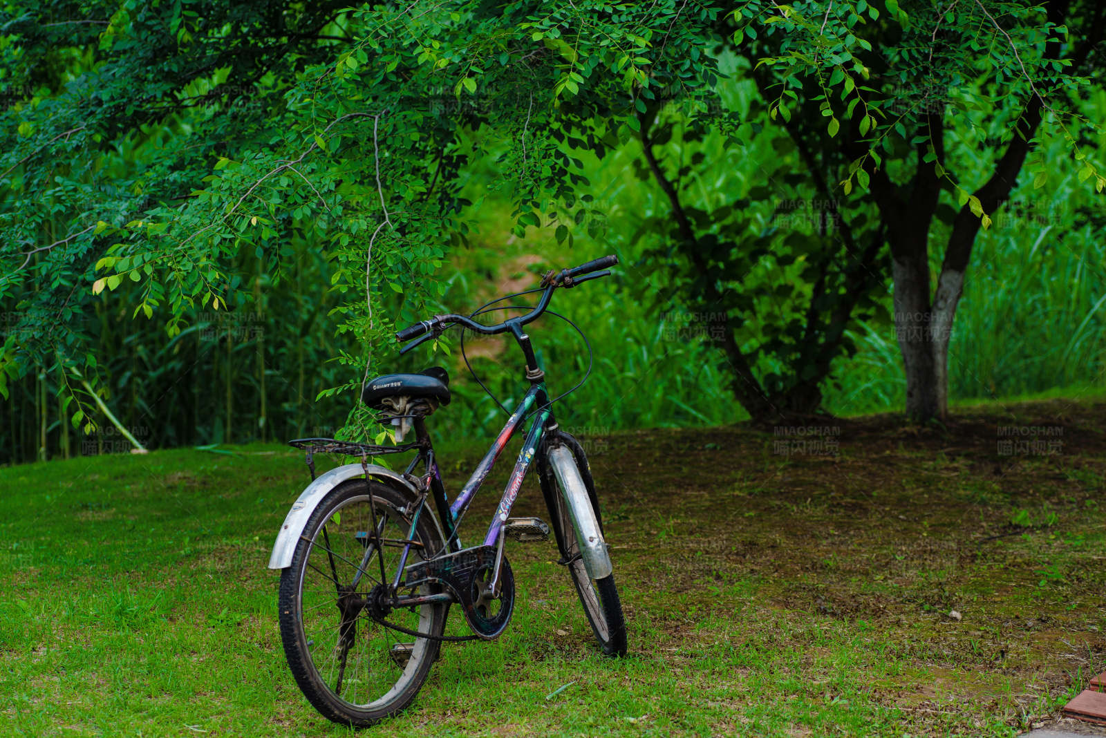 单车静候在绿荫下图片