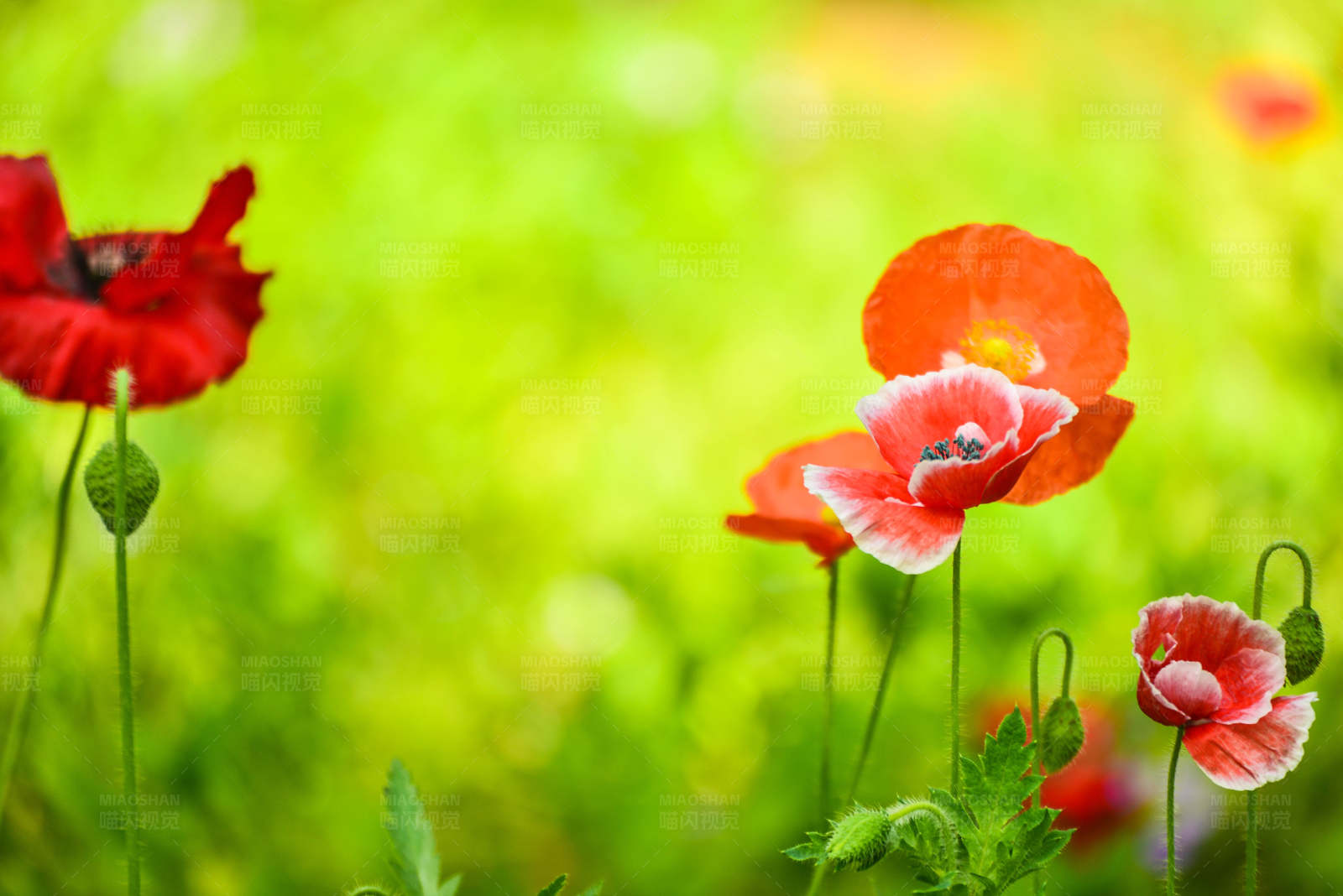 红色虞美人的春天图片