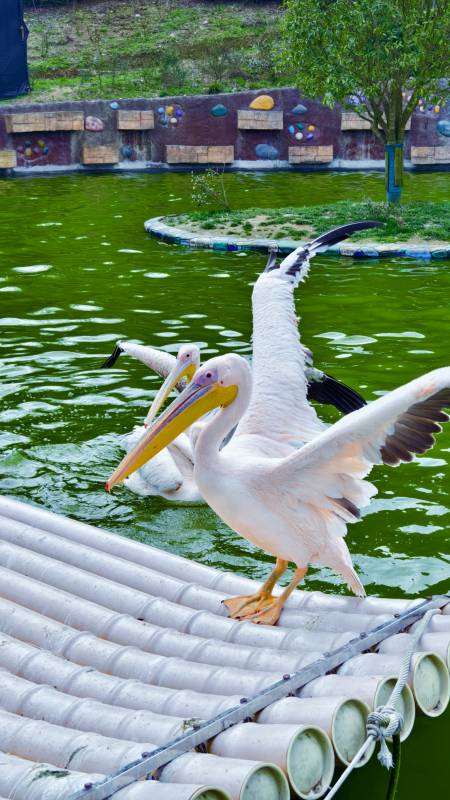 鹈鹕展翅 水上舞台图片