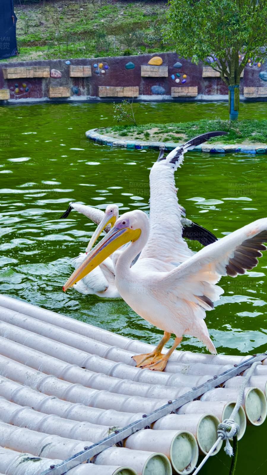 鹈鹕展翅 水上舞台图片