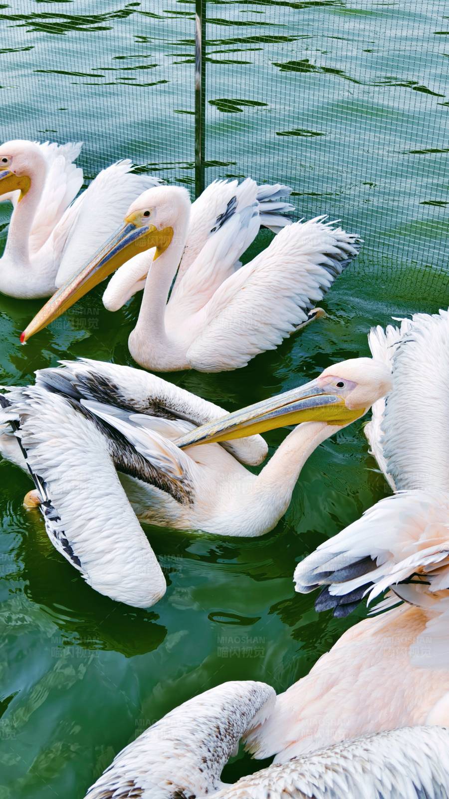 湖中鹈鹕群图片