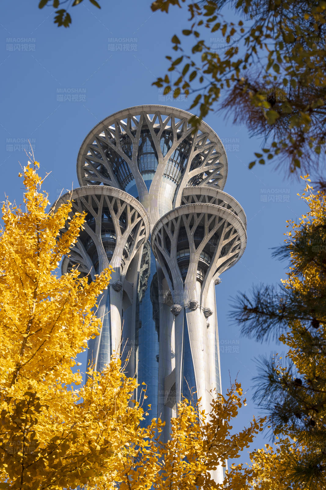 秋叶映衬的现代塔楼图片