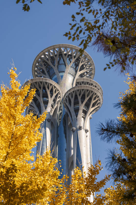 秋叶映衬的现代塔楼图片