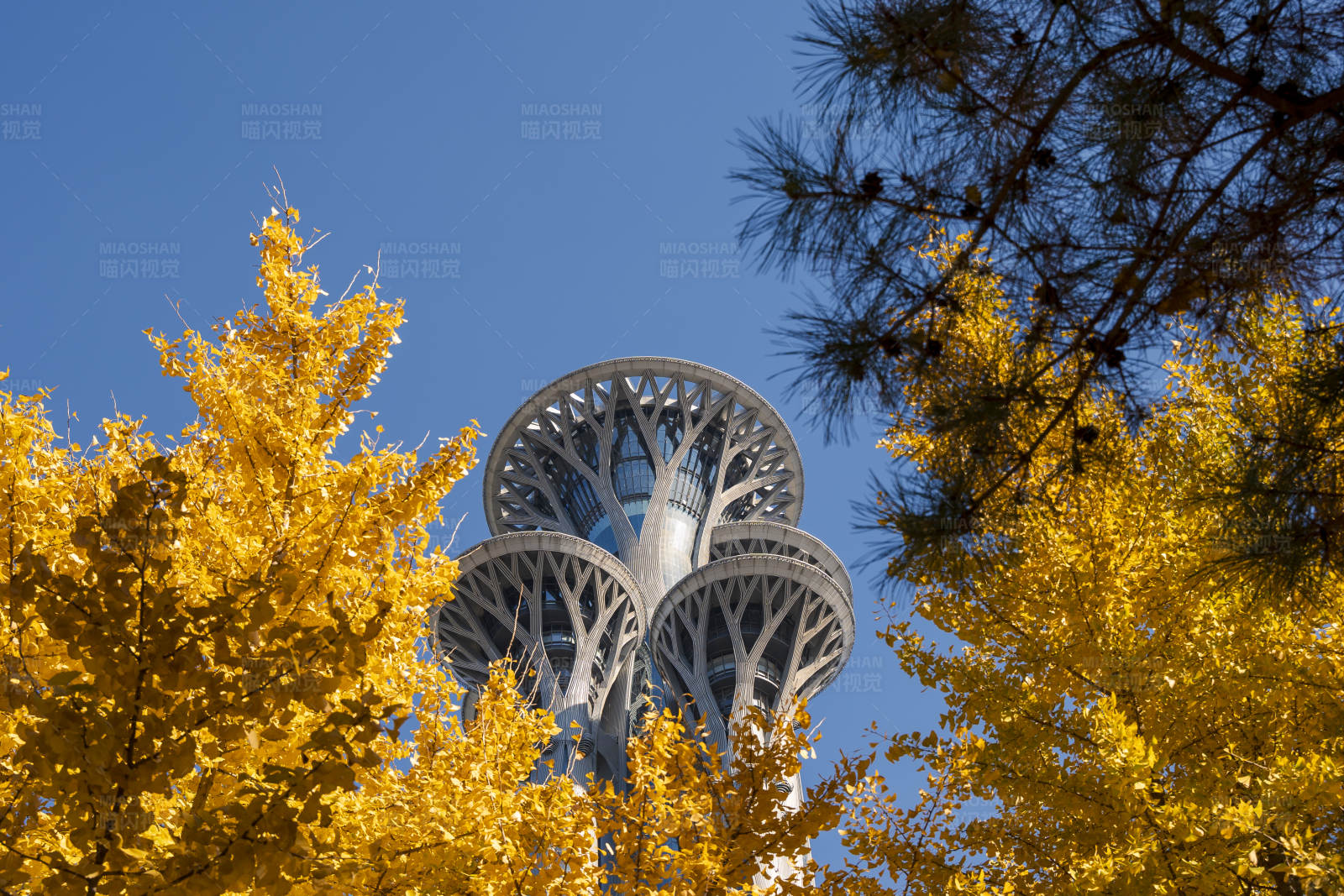 秋日树间的现代建筑图片