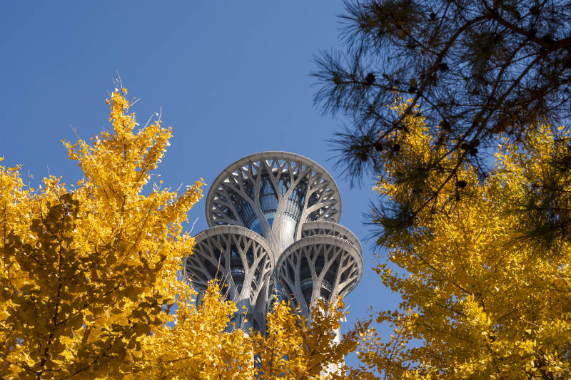 秋日树间的现代建筑图片