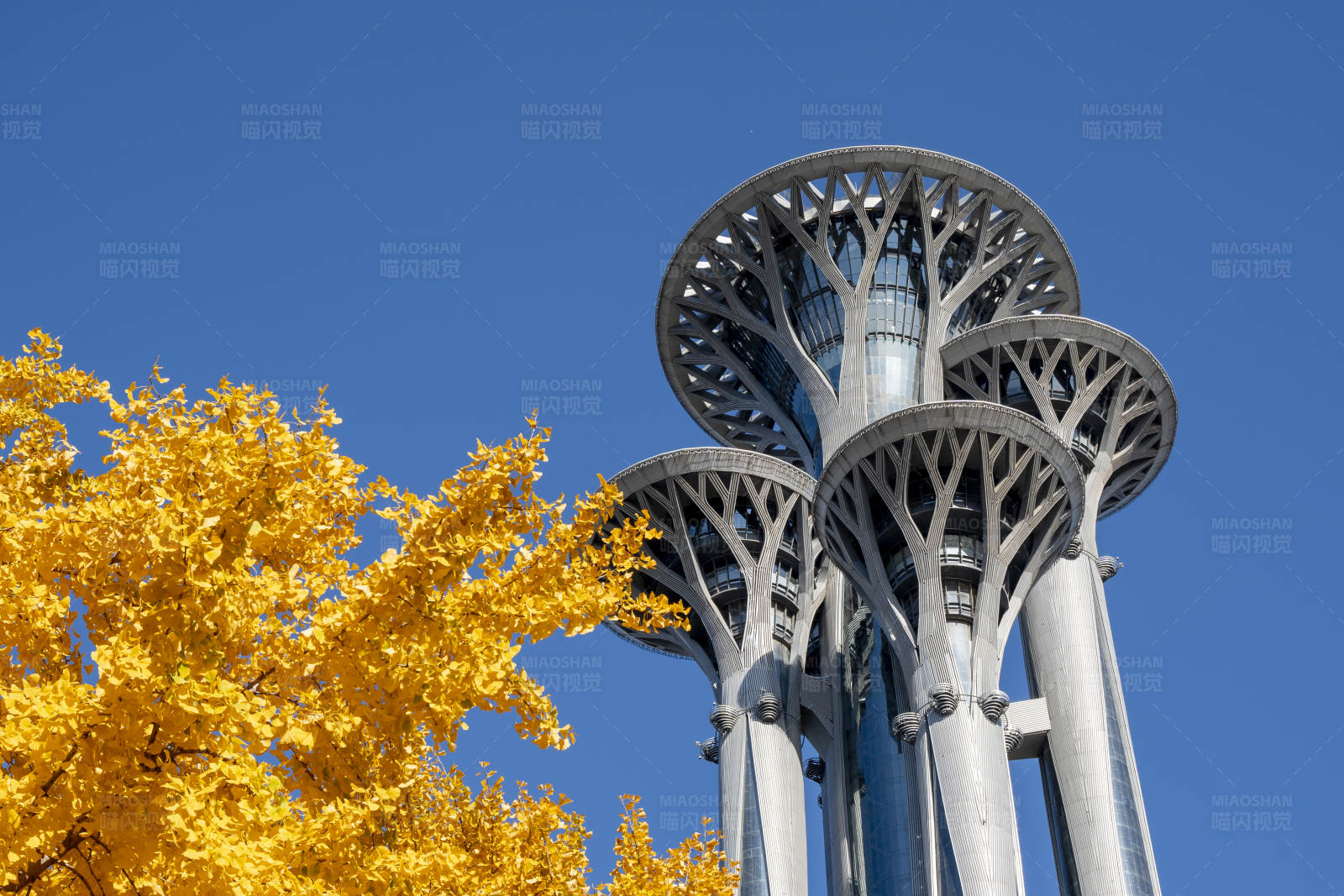 秋日银杏与塔楼图片