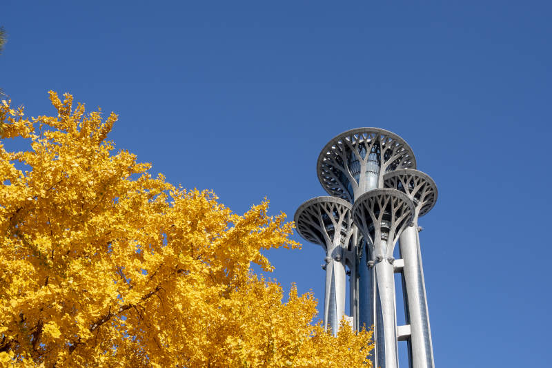 秋日银杏与塔楼图片