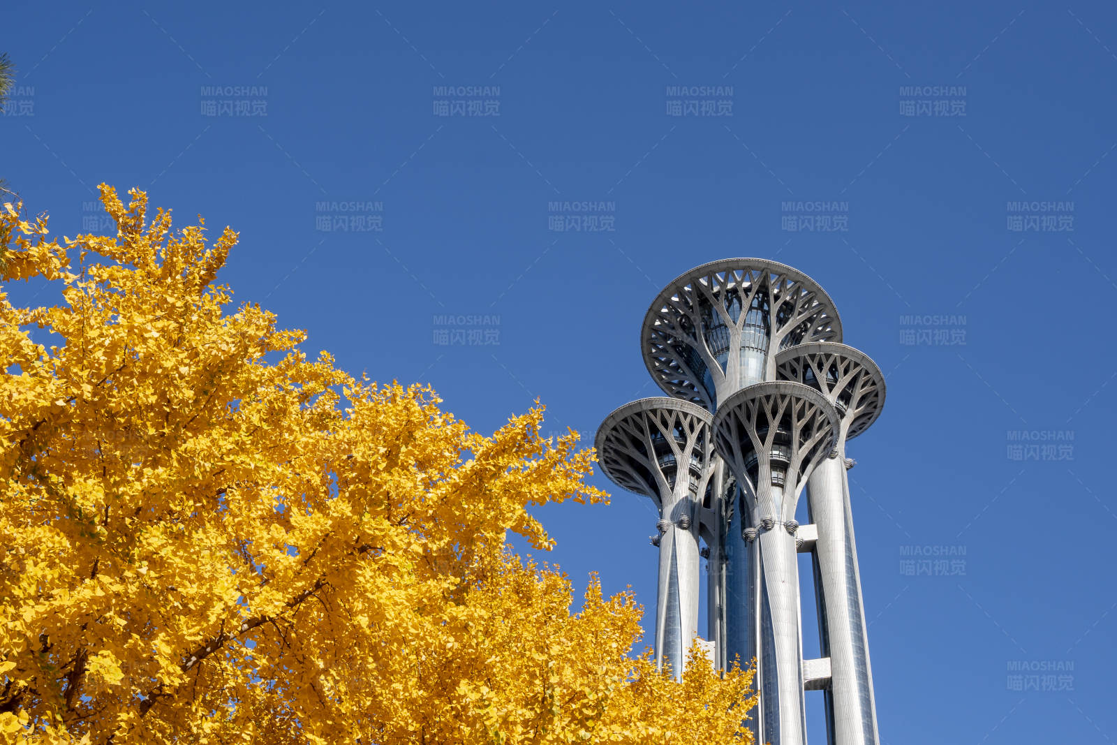 秋日银杏与塔楼图片