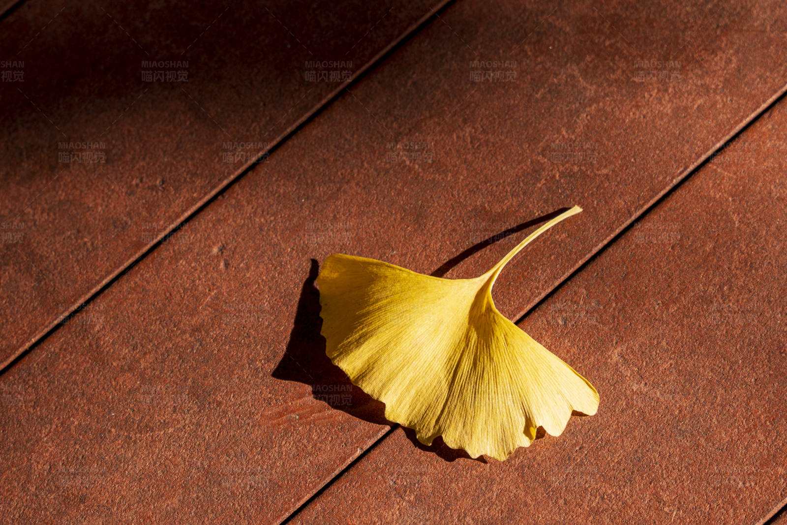 秋日银杏叶图片