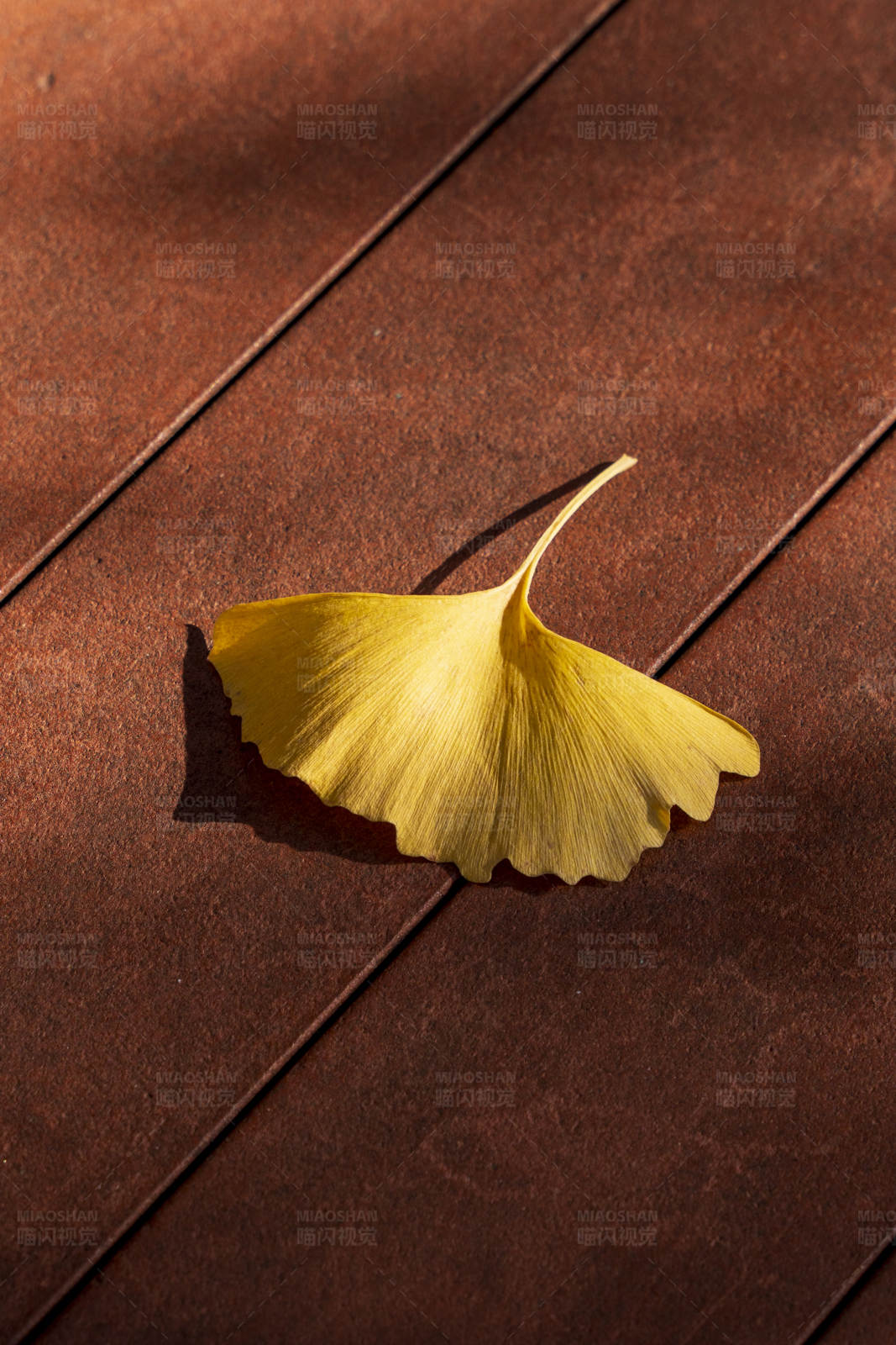 秋日银杏叶图片