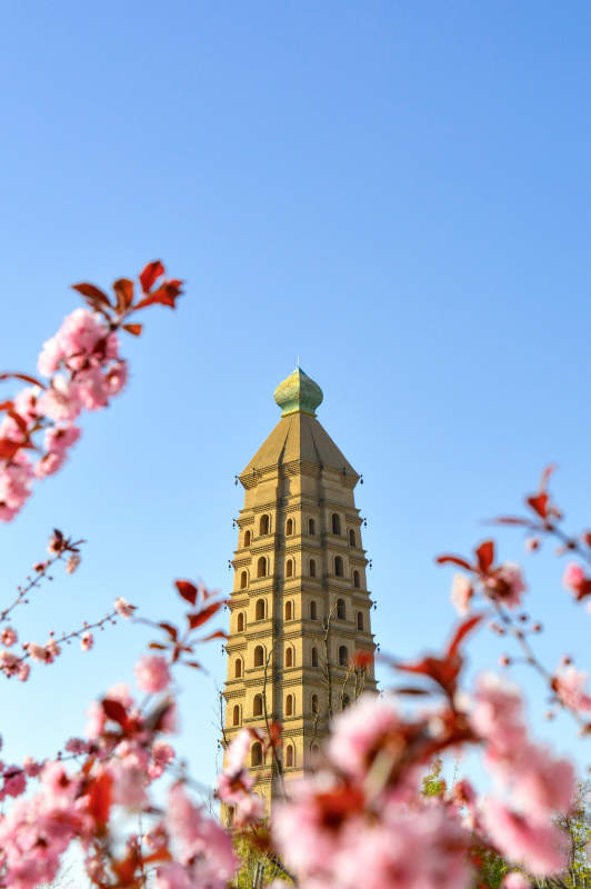 春日古塔花盛开图片