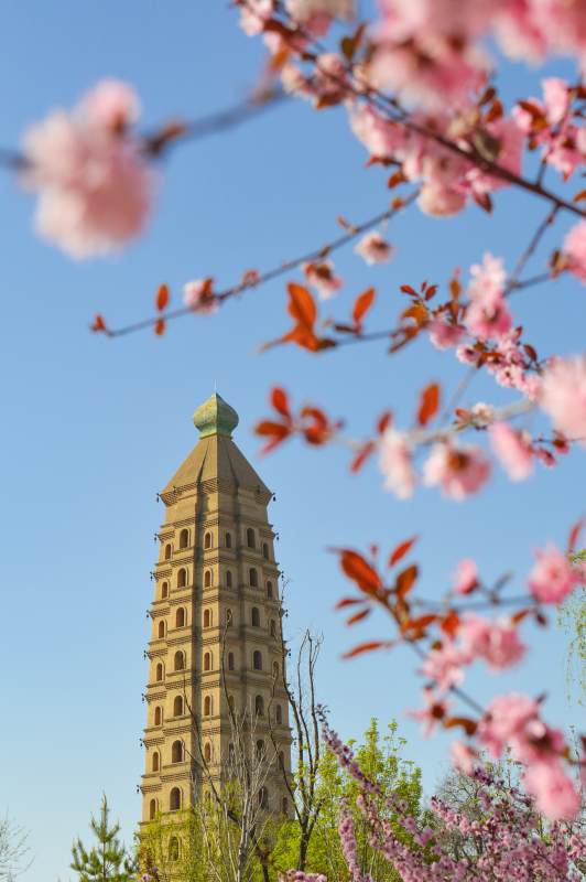春日古塔花满天图片