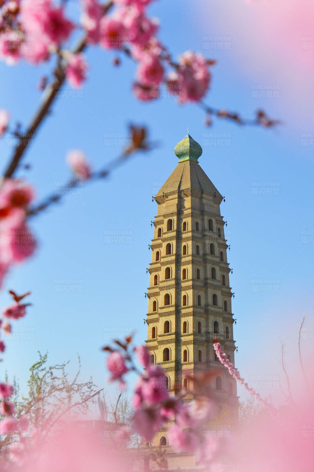 春日古塔花满天图片