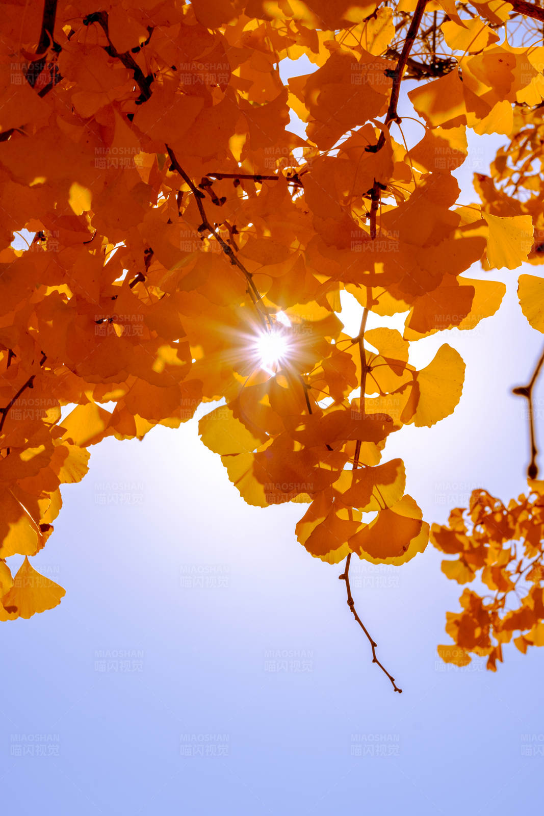 秋日阳光透过金黄银杏叶图片