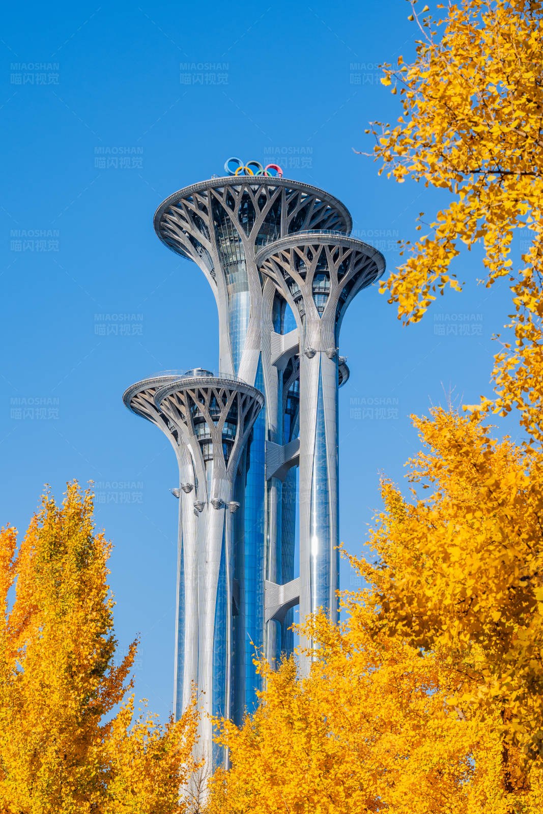 秋日银杏映衬奥林匹克塔图片