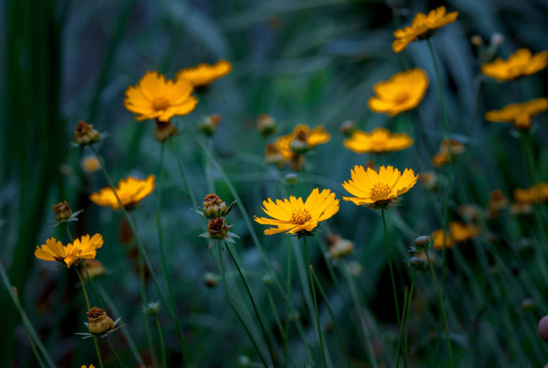 黄色野花在风中摇曳图片
