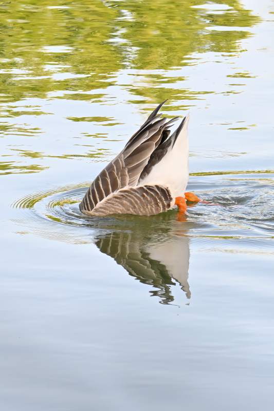 鹅潜水觅食图片