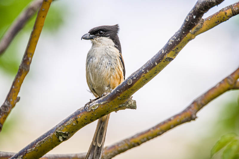 棕背伯劳栖息在树枝上图片