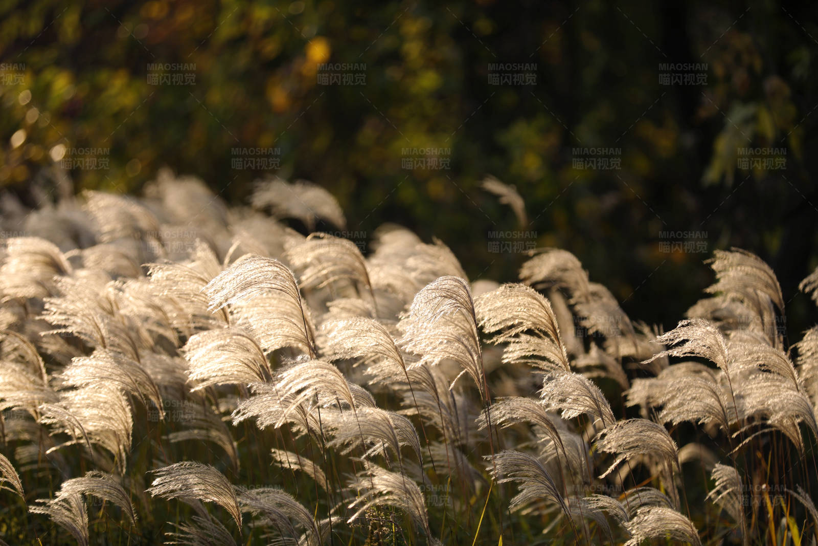 秋日阳光下的芦苇图片