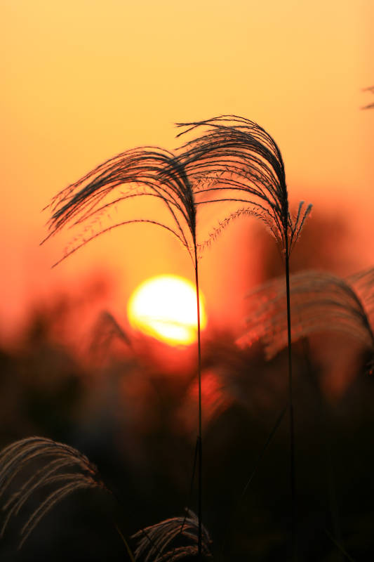夕阳下的芦苇剪影图片
