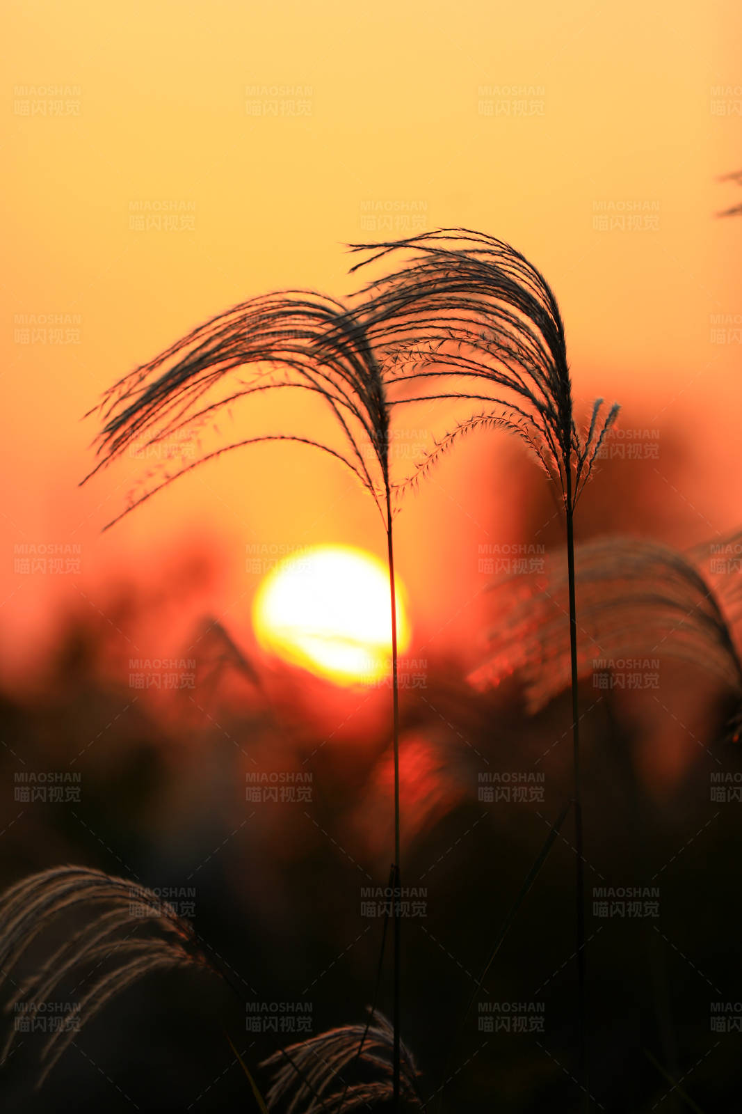 夕阳下的芦苇剪影图片