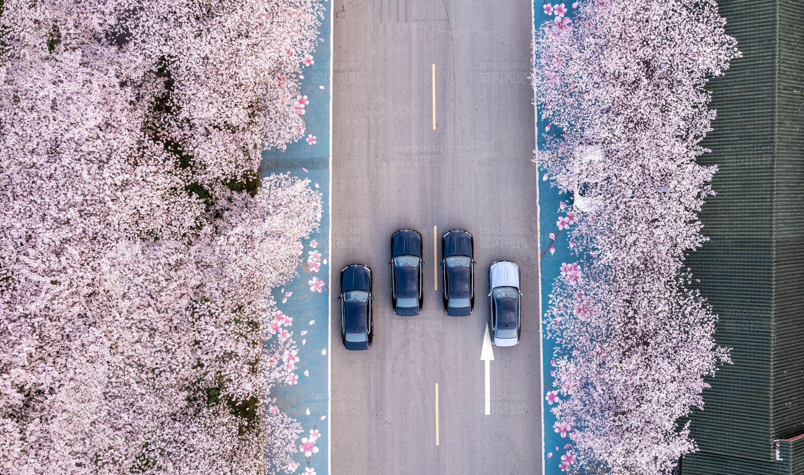 樱花大道上的车队图片