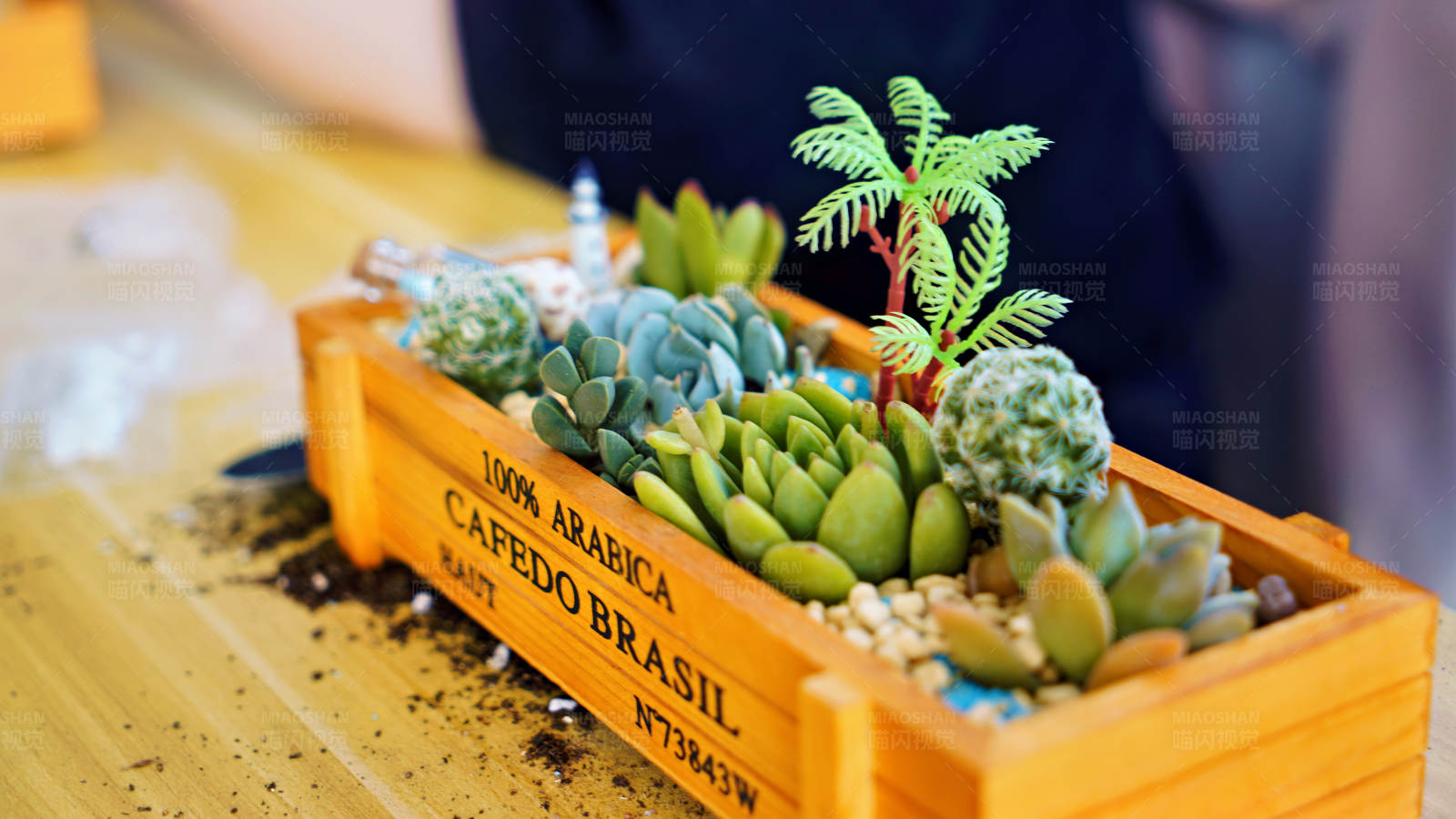 巴西咖啡多肉植物盆景图片