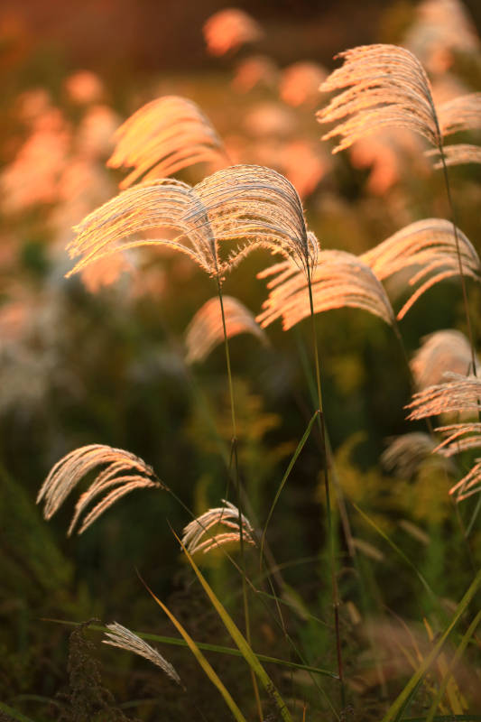 夕阳下的芦苇图片