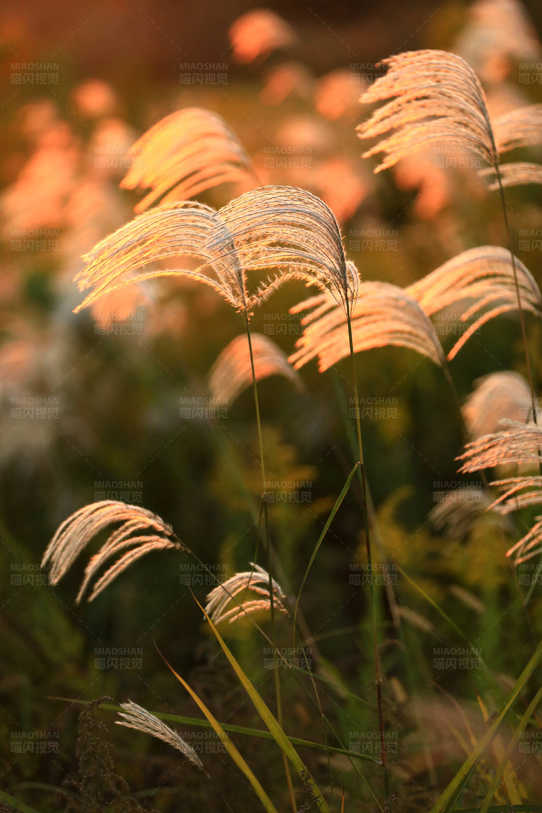 夕阳下的芦苇图片