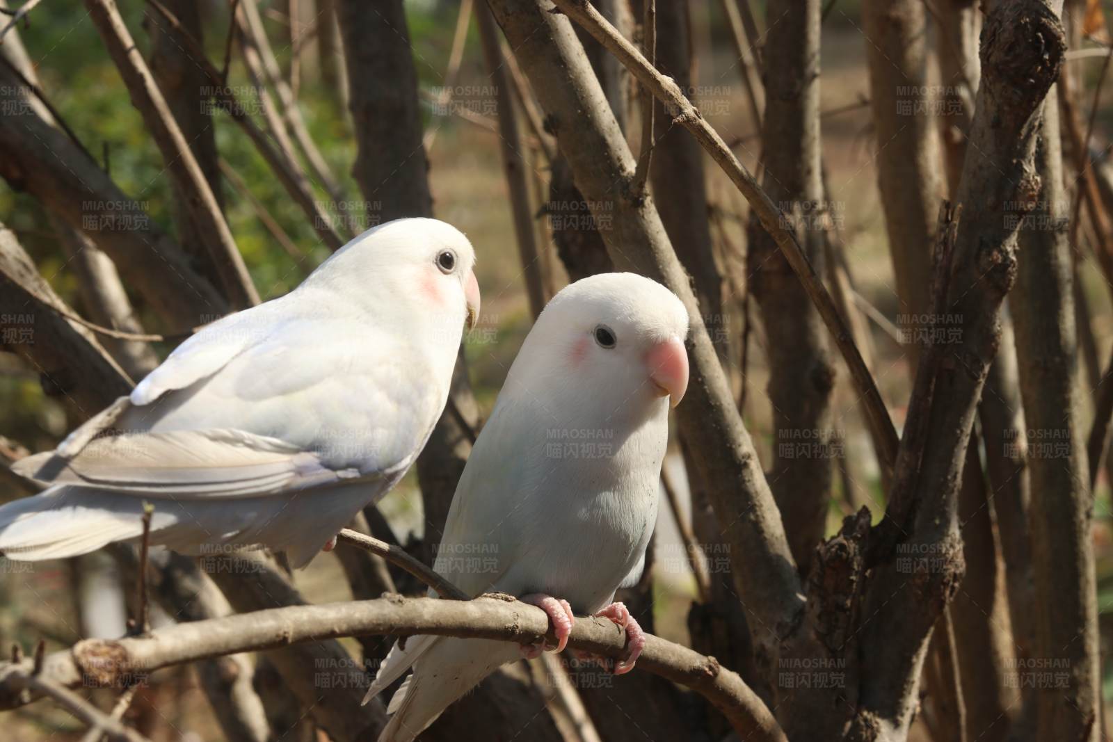 白鹦鹉栖息树枝间图片