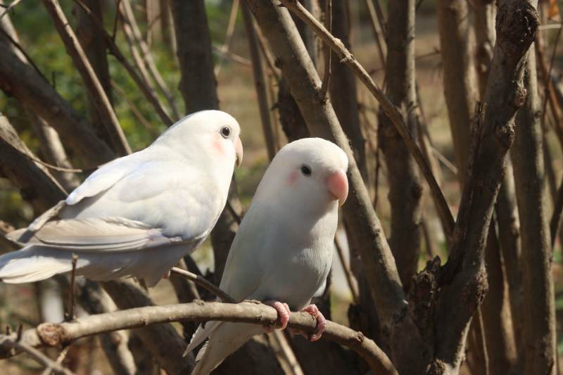 白鹦鹉栖息树枝间图片