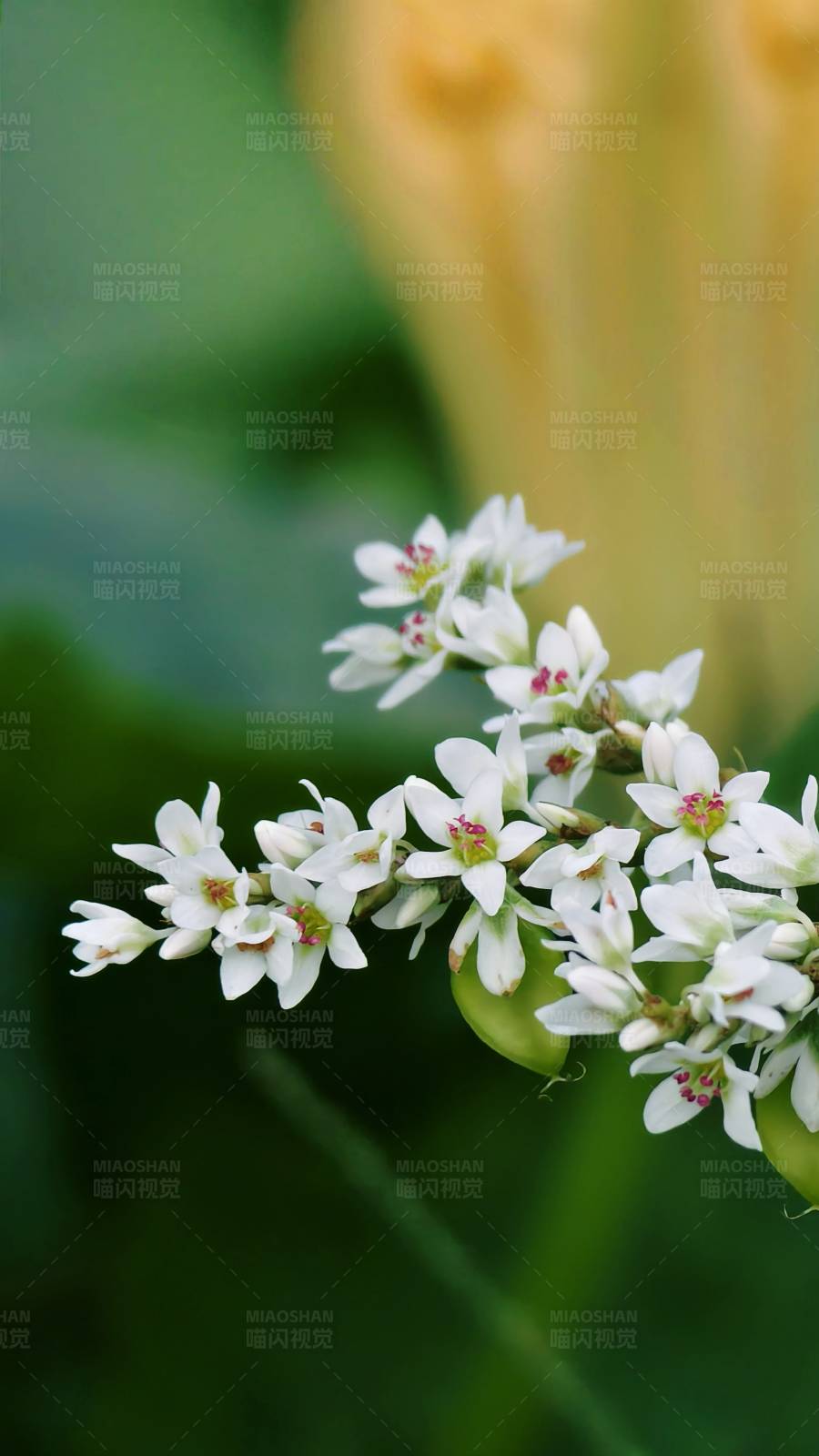 小白花的美丽瞬间图片