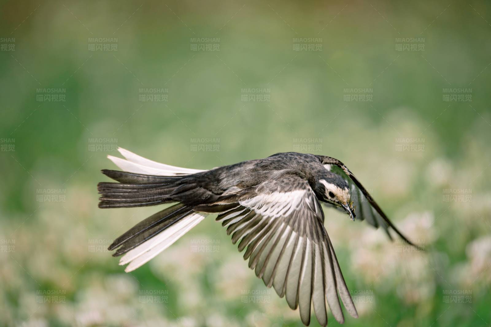 飞翔的白鹡鸰图片