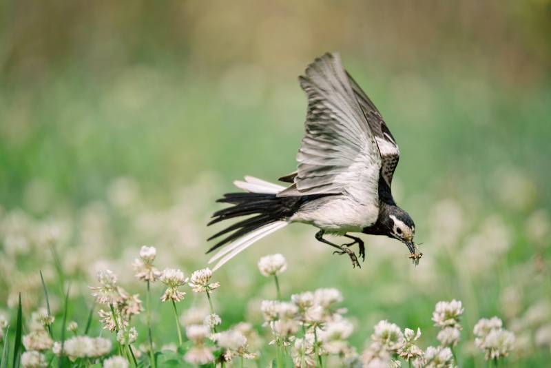 白鹡鸰捕食瞬间图片
