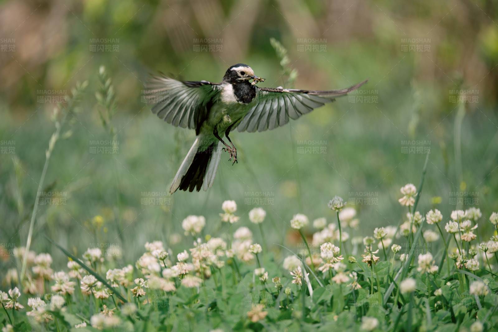 鸟儿捕食瞬间图片