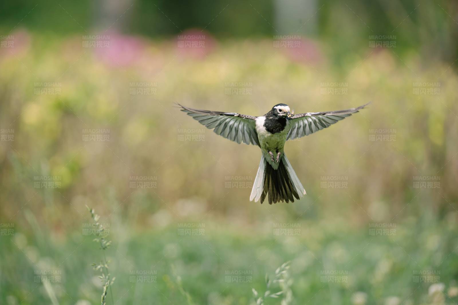 飞翔的鸟儿图片