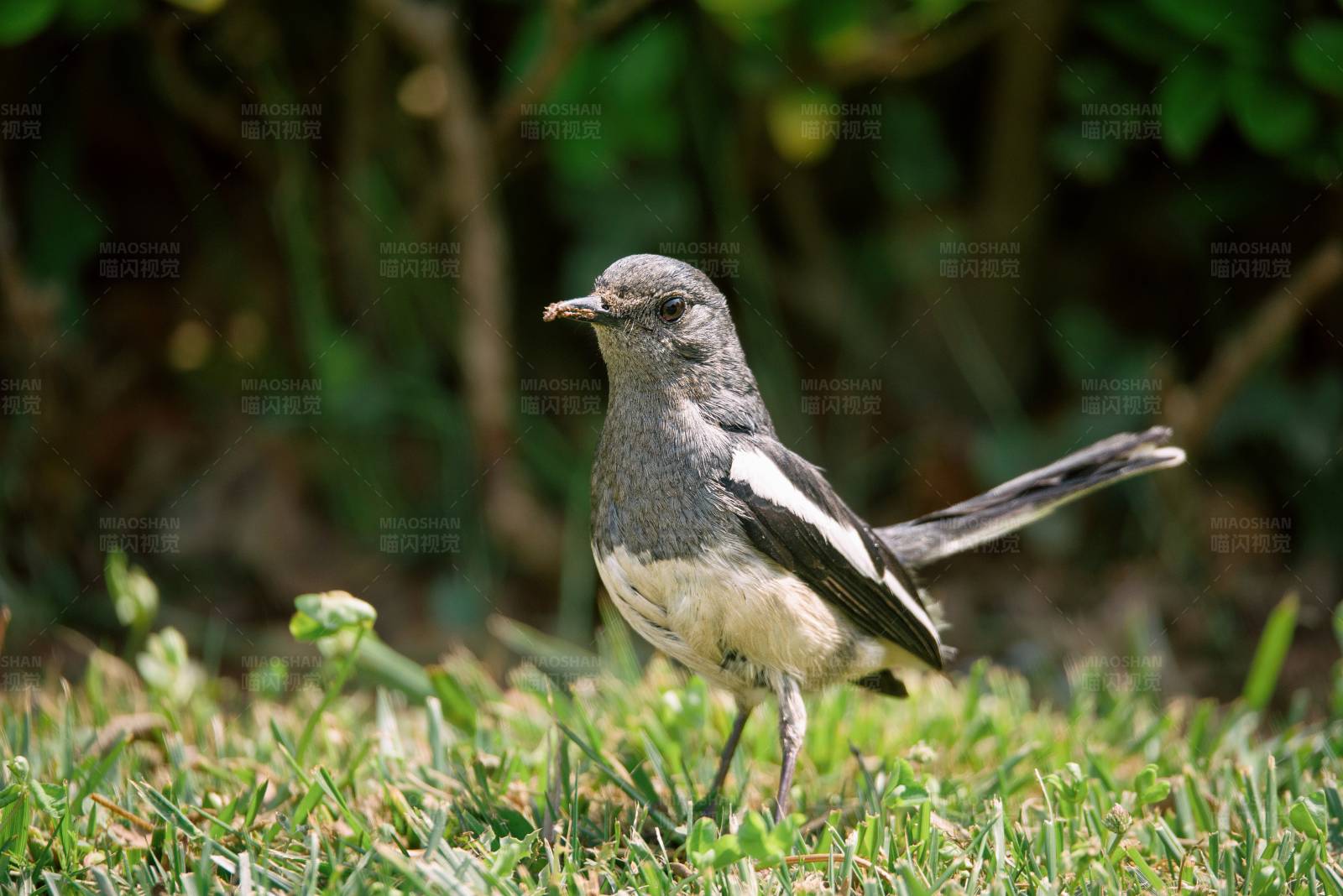 草地上的小鸟图片
